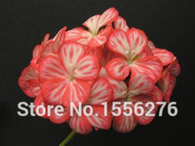 Load image into Gallery viewer, 10PCS 100% Real Geranium Pelargonium Flower