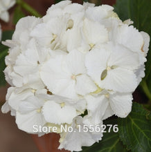 Load image into Gallery viewer, 10PCS 100% Real Geranium Pelargonium Flower