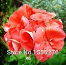Load image into Gallery viewer, 10PCS 100% Real Geranium Pelargonium Flower