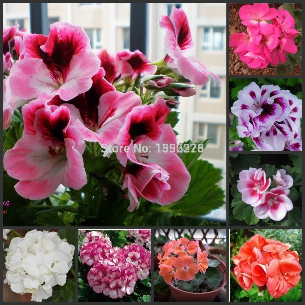 10PCS 100% Real Geranium Pelargonium Flower