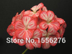 10PCS 100% Real Geranium Pelargonium Flower
