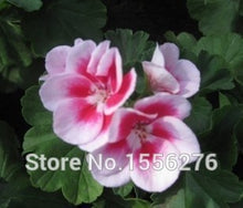 Load image into Gallery viewer, 10PCS 100% Real Geranium Pelargonium Flower
