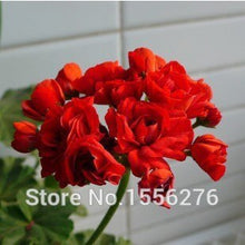 Load image into Gallery viewer, 10PCS 100% Real Geranium Pelargonium Flower
