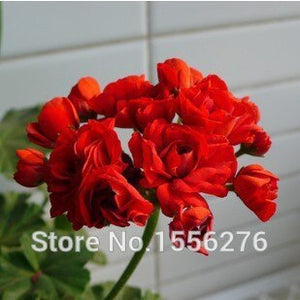 10PCS 100% Real Geranium Pelargonium Flower