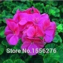 Load image into Gallery viewer, 10PCS 100% Real Geranium Pelargonium Flower

