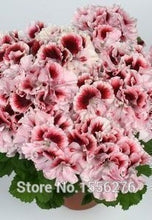 Load image into Gallery viewer, 10PCS 100% Real Geranium Pelargonium Flower
