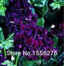 Load image into Gallery viewer, 10PCS 100% Real Geranium Pelargonium Flower
