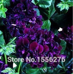 10PCS 100% Real Geranium Pelargonium Flower