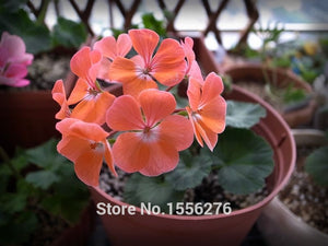 10PCS 100% Real Geranium Pelargonium Flower