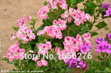 Load image into Gallery viewer, 10PCS 100% Real Geranium Pelargonium Flower
