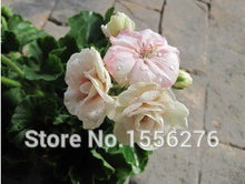 Load image into Gallery viewer, 10PCS 100% Real Geranium Pelargonium Flower
