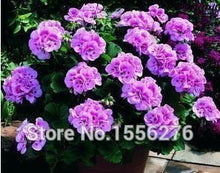 Load image into Gallery viewer, 10PCS 100% Real Geranium Pelargonium Flower
