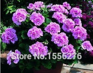 10PCS 100% Real Geranium Pelargonium Flower