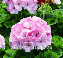 Load image into Gallery viewer, 10PCS 100% Real Geranium Pelargonium Flower
