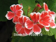 Load image into Gallery viewer, 10PCS 100% Real Geranium Pelargonium Flower
