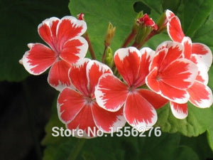 10PCS 100% Real Geranium Pelargonium Flower