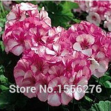 Load image into Gallery viewer, 10PCS 100% Real Geranium Pelargonium Flower

