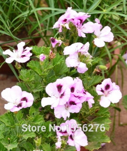 10PCS 100% Real Geranium Pelargonium Flower