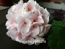 Load image into Gallery viewer, 10PCS 100% Real Geranium Pelargonium Flower
