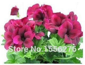 10PCS 100% Real Geranium Pelargonium Flower